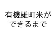 有機雄町米ができるまで