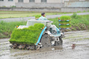 順調に成長