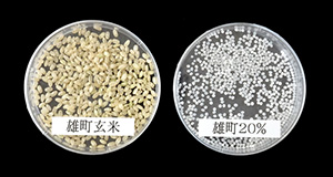 雄町玄米と精白20％比較